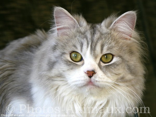 Photo de British longhair