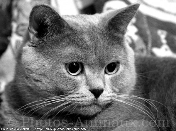 Photo de British shorthair