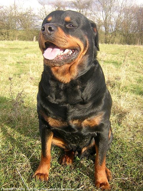 Photo de Rottweiler