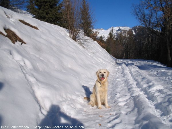 Photo de Golden retriever