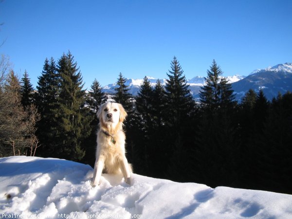 Photo de Golden retriever