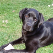 Photo de Labrador retriever