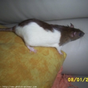 Photo de Rat