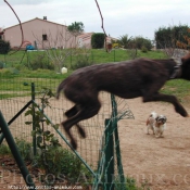 Photo de Shih tzu