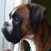 Photo de Boxer