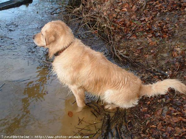 Photo de Golden retriever