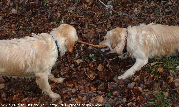 Photo de Golden retriever