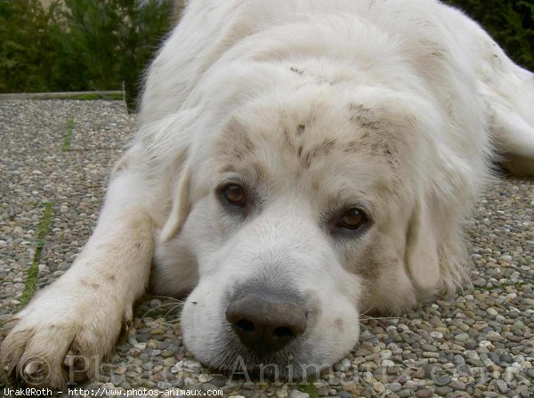 Photo de Chien de berger des tatras