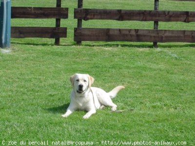 Photo de Labrador retriever