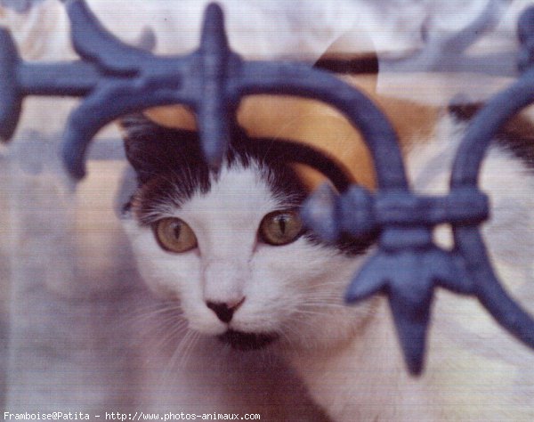 Photo de Chat domestique