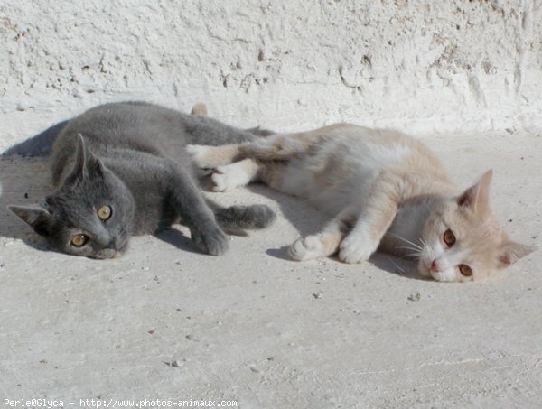 Photo de Chat domestique