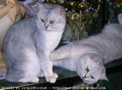 Photo de British shorthair