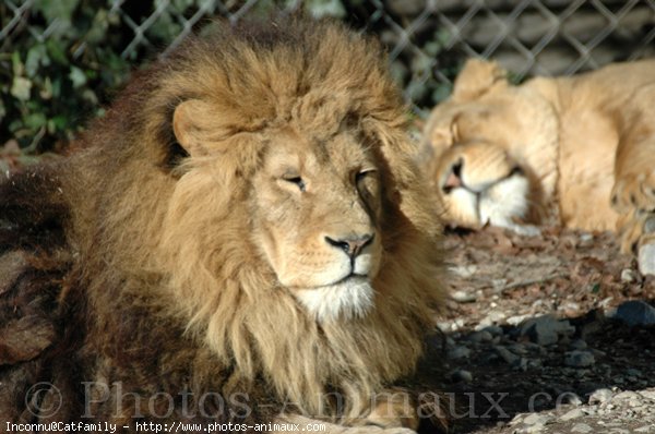 Photo de Lion