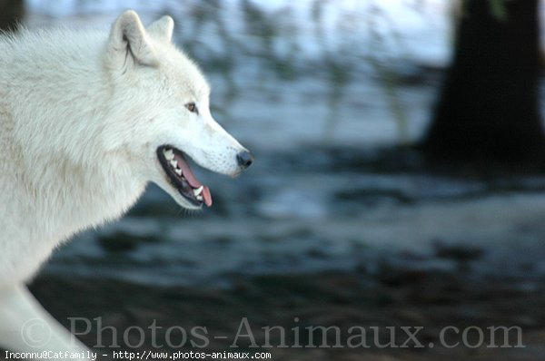 Photo de Loup