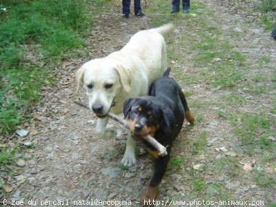 Photo de Labrador retriever