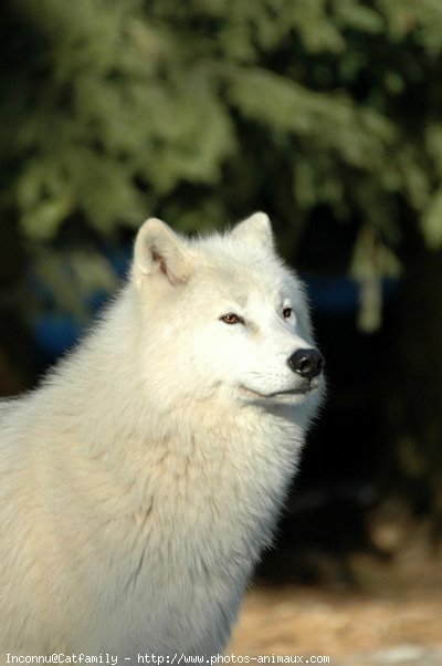 Photo de Loup