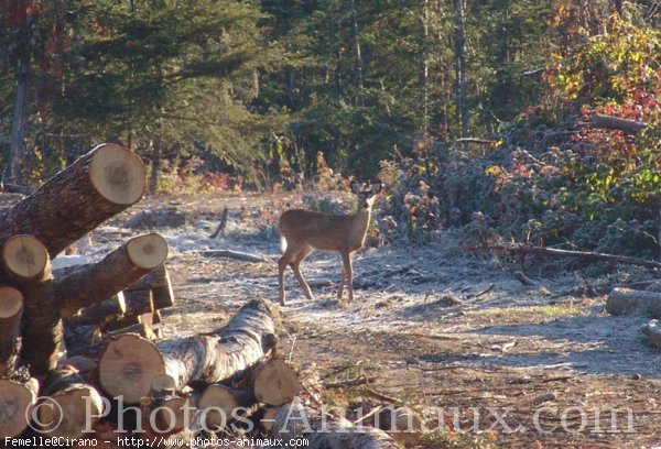 Photo de Cerf