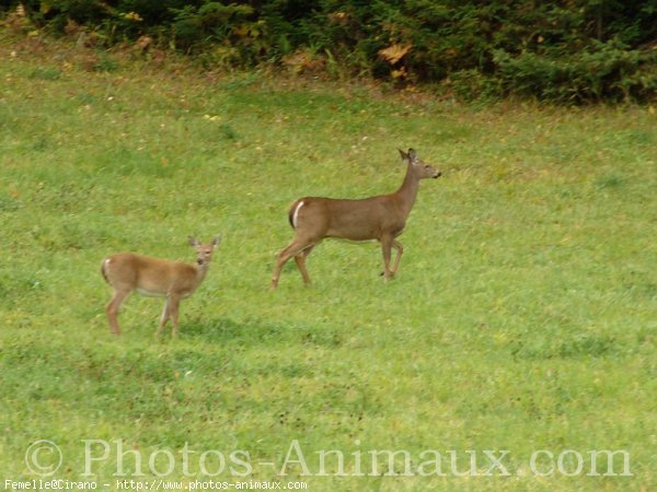 Photo de Cerf