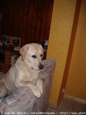 Photo de Labrador retriever