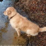 Photo de Golden retriever