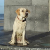 Photo de Labrador retriever