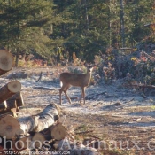 Photo de Cerf