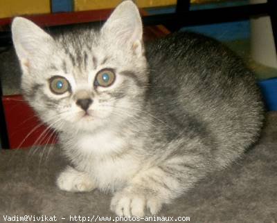 Photo de British shorthair