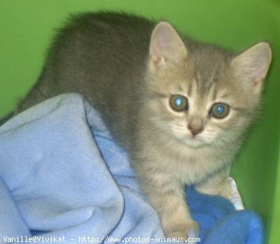 Photo de British shorthair