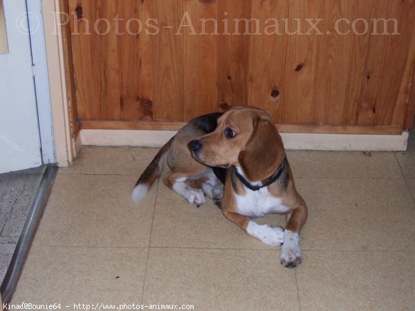 Photo de Beagle