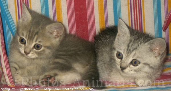 Photo de British shorthair