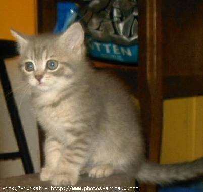 Photo de British shorthair