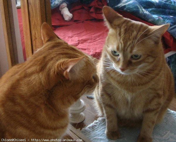 Photo de Chat domestique