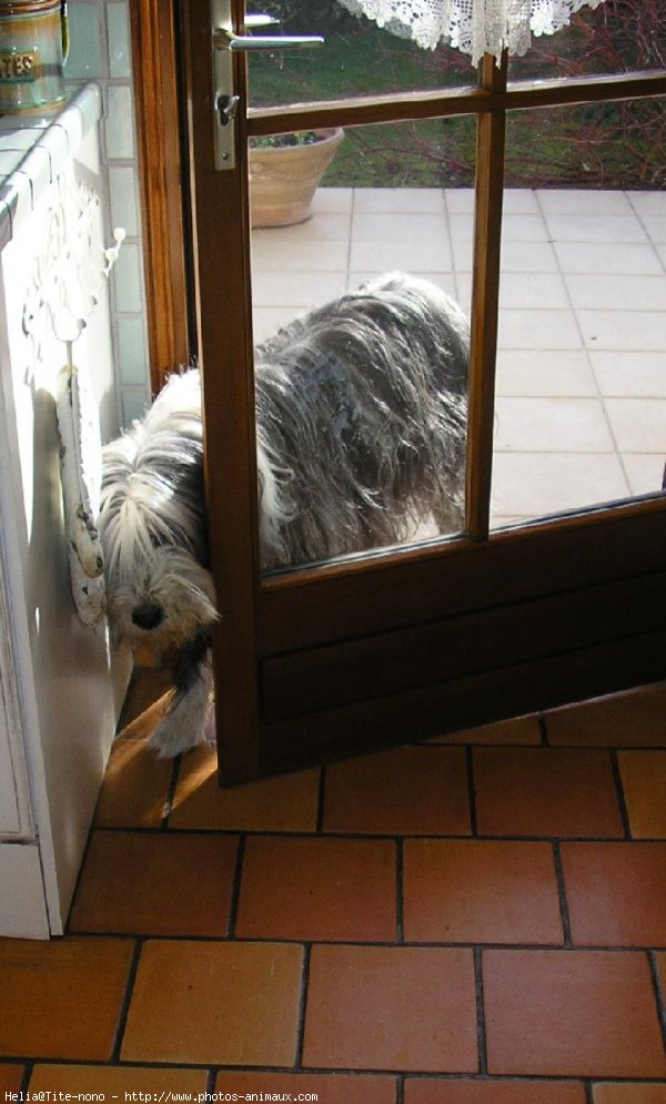 Photo de Border collie