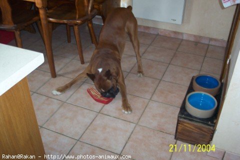 Photo de Boxer