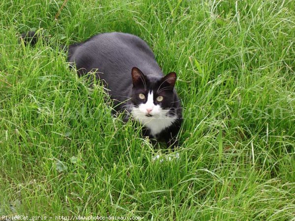 Photo de Chat domestique