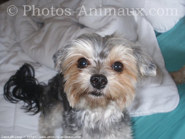 Photo de Yorkshire terrier