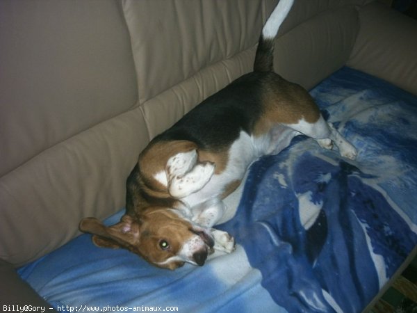 Photo de Beagle