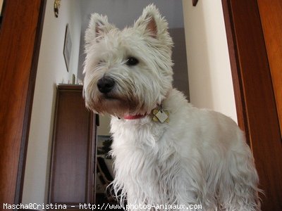 Photo de West highland white terrier