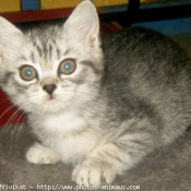 Photo de British shorthair