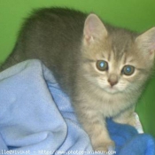 Photo de British shorthair