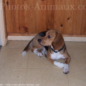 Photo de Beagle