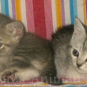 Photo de British shorthair