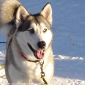 Photo de Husky siberien