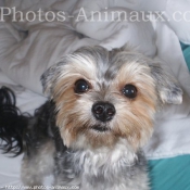 Photo de Yorkshire terrier