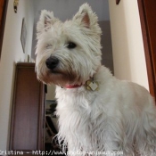 Photo de West highland white terrier