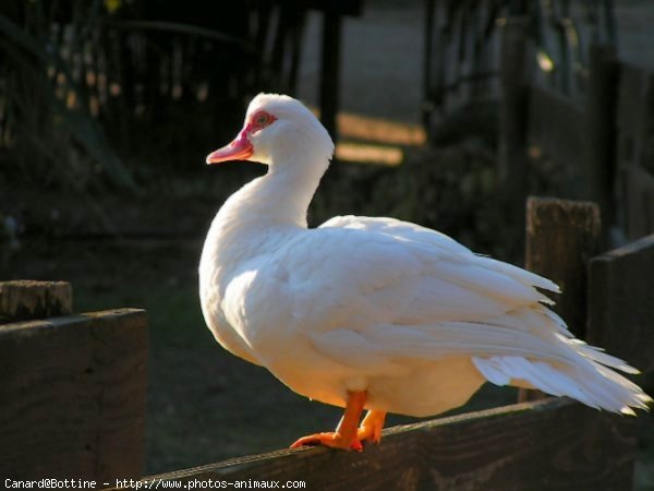 Photo de Canard