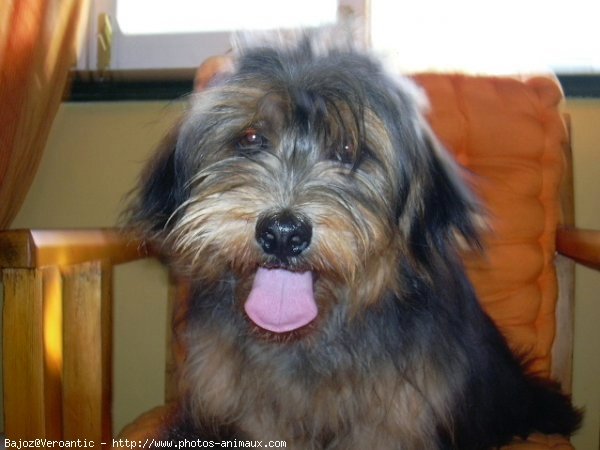 Photo de Lhassa apso