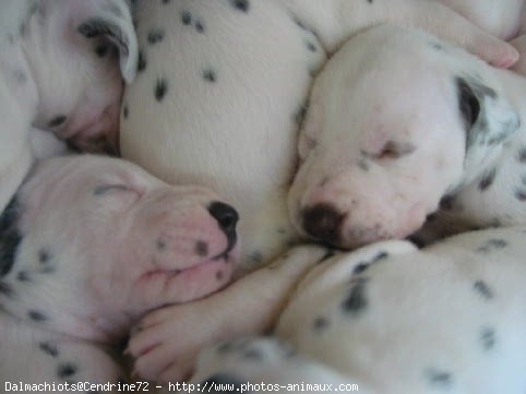 Photo de Dalmatien