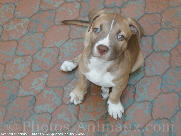 Photo d'American staffordshire terrier