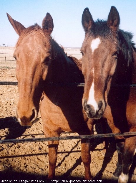 Photo de Quarter horse